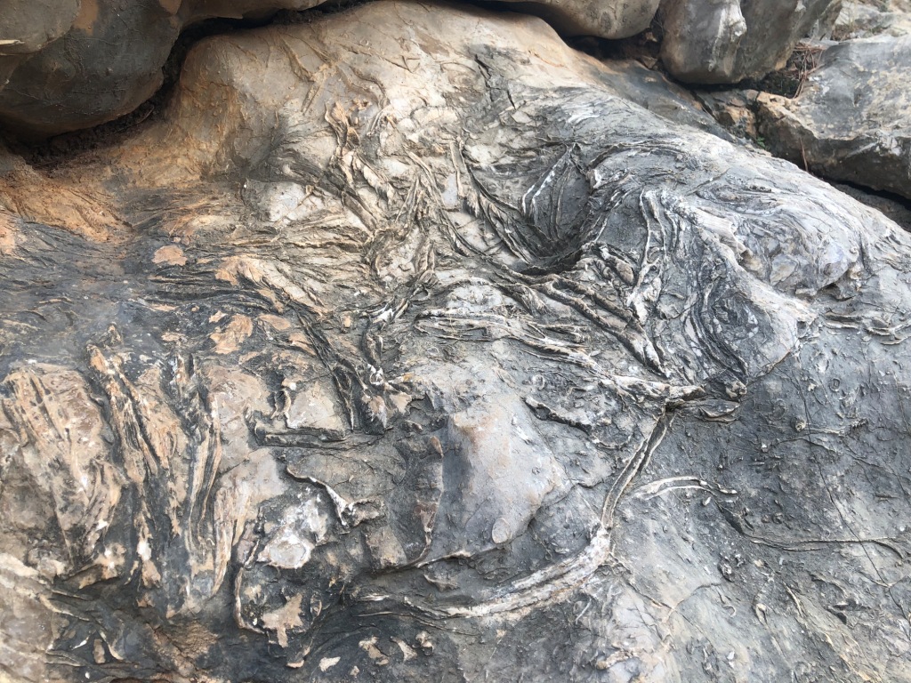 Fosiler i klipperne